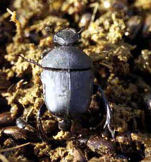 Scarabaeidae: Gymnopleurus mopsus.