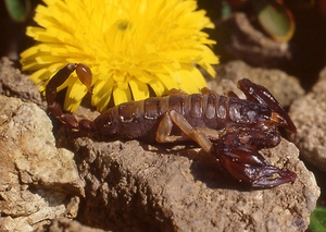 La vie des Scorpions