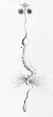 Appareil digestif du Sphex flavipennis, dessin de Jean-Henri FABRE