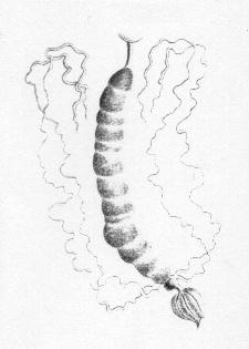 Appareil digestif de la larve, dessin de Jean-Henri FABRE